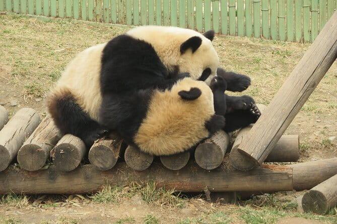 Half Day Tour to Xi'an Wild Panda Breeding and Protecting Center - A Half-Day Name, but a Real 6 to 8 Hour Day Plan