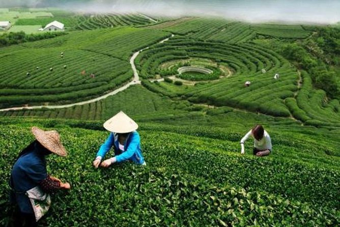 Hangzhou Private Customized Day Trip from Shanghai by Bullet Train - Lingyin Temple, a Buddhist site you will actually understand