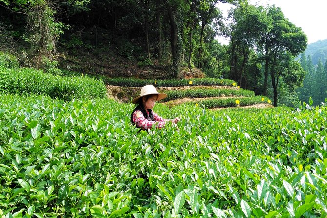 Hangzhou Private Customized Day Trip from Shanghai by Bullet Train - Feilai Peak, the limestone caves and dramatic views