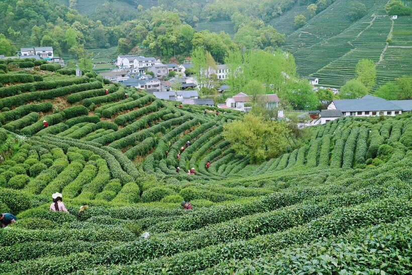 Hangzhou Private Day Trip by Bullet Train from Shanghai - Faxi Temple and the wooden Buddha: where the pace slows