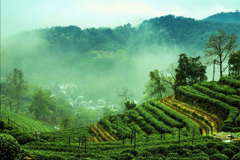 Hangzhou Private Day Trip by Bullet Train from Shanghai - Longjing village tea culture: beyond the photo of green tea