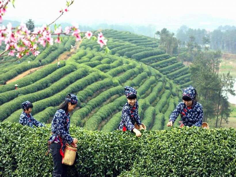 Hangzhou Private One Day Trip from Shanghai by Bullet Train - Feilai Peak Caves: Limestone Hills and Stone Buddha Craft