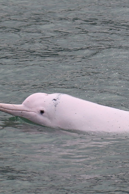 Hong Kong: Dolphin Cruise, Big Buddha & Lantau Island Tour - Key highlights worth your attention