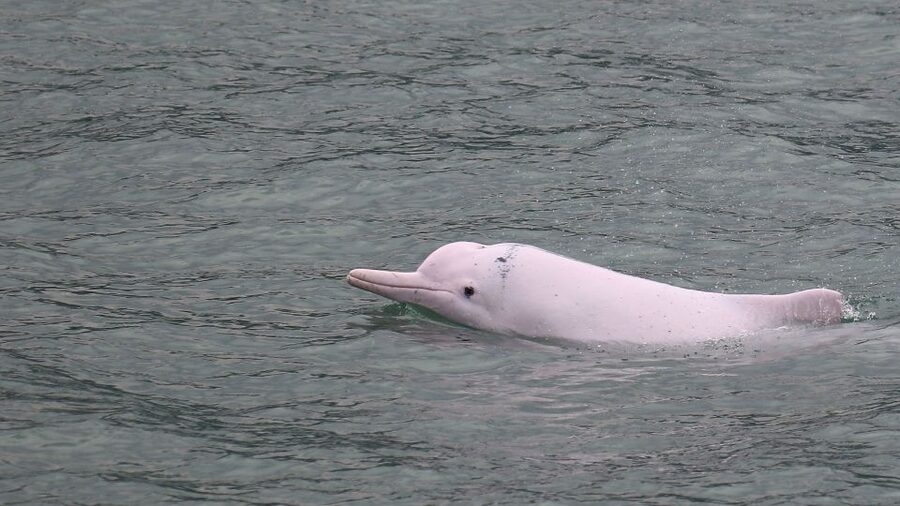 Hong Kong: Dolphin Cruise, Big Buddha & Lantau Island Tour - Dolphin-watching cruise: what you are really signing up for