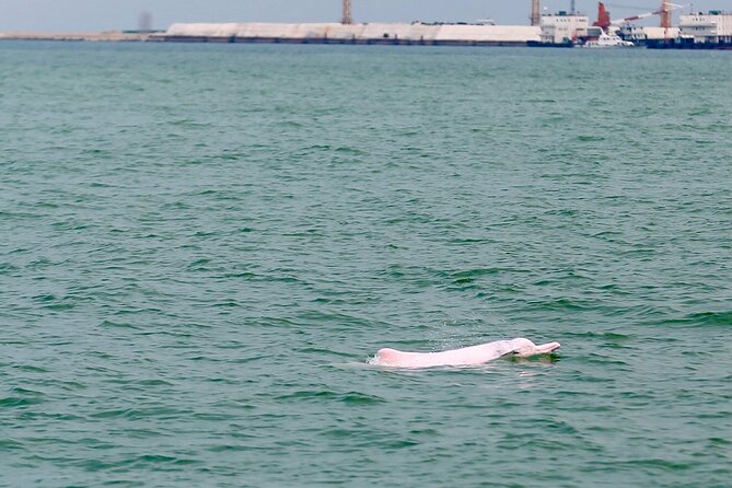 Hong Kong Dolphin Watch Tour - The Coach Ride and Tung Chung Briefing: Your Dolphin “Warm-Up”