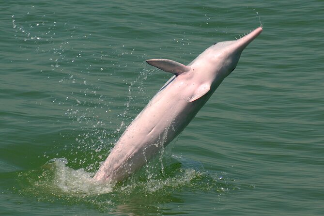 Hong Kong Dolphin Watch Tour - Tai O DolphinWatch Time: The Part You Really Came For