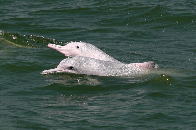 Hong Kong Dolphin Watch Tour - Dress for a Dolphin Morning, Not a City Day