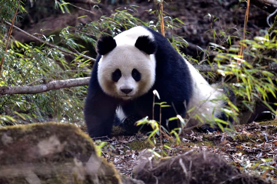 Leshan Grand Buddha Scenic Area and Panda Park Day Tour - A panda morning and a Buddha afternoon, powered by a real guide