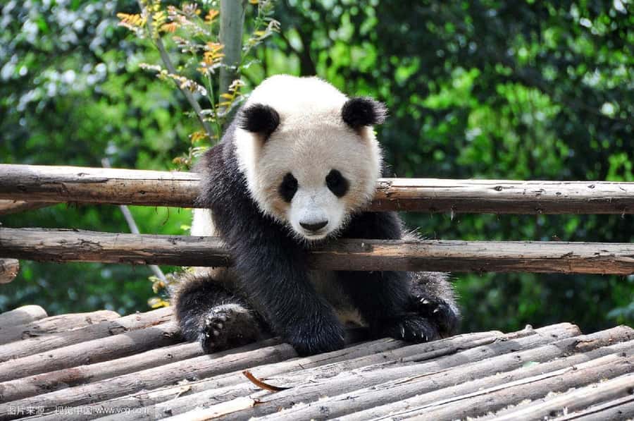 Leshan Grand Buddha Scenic Area and Panda Park Day Tour - Stop 1: Chengdu Panda Research Base, your 2.5-hour panda factory reset