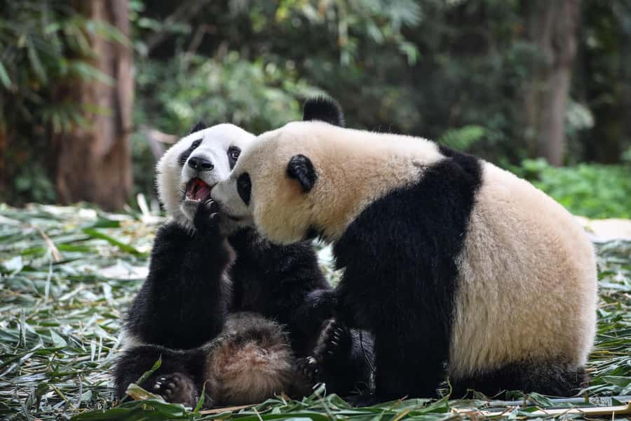 Leshan Grand Buddha Scenic Area and Panda Park Day Tour - The transfer gap: plan for a long seat time