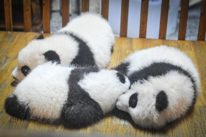 LIVE Streaming: Meet Pandas at Chengdu Research Base of Giant Panda Breeding - Zoom pandas at Chengdu’s breeding base: what this experience really is