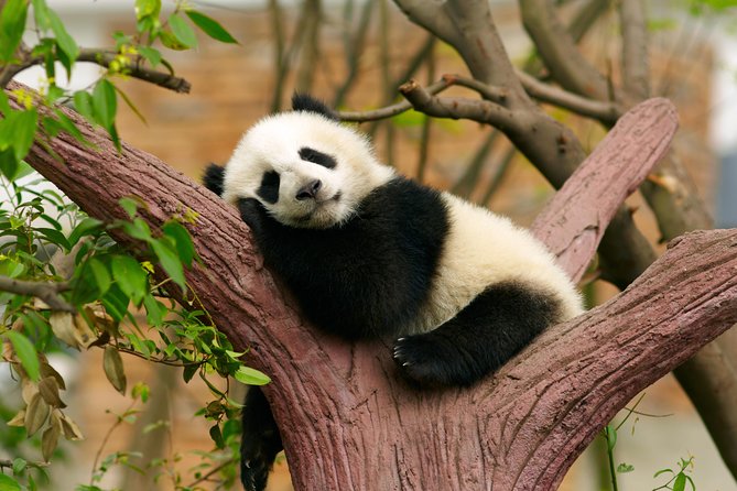 LIVE Streaming: Meet Pandas at Chengdu Research Base of Giant Panda Breeding - Who should book this live panda livestream?
