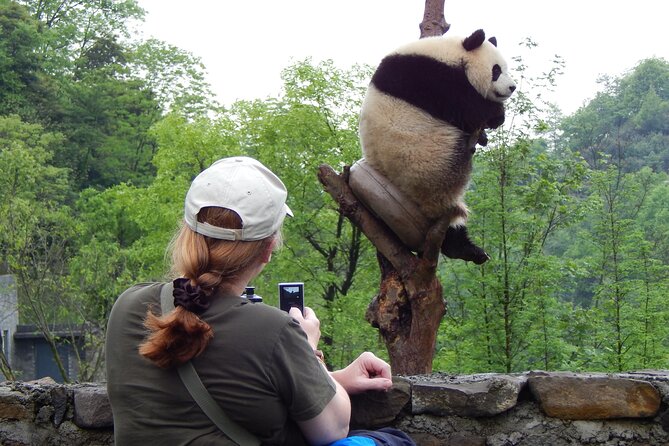 LIVE Streaming: Meet Pandas at Chengdu Research Base of Giant Panda Breeding - Should you book the Chengdu panda livestream?
