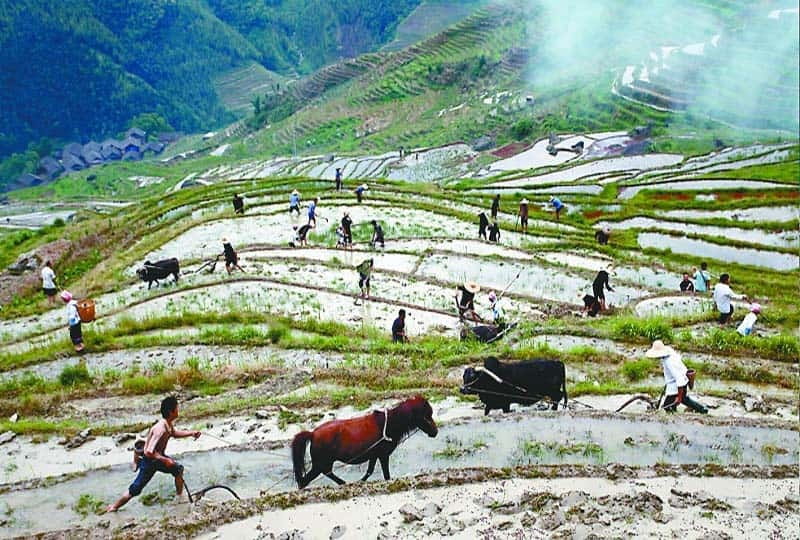 Longsheng Ethnic Minority & Rice Terraces Full-Day Tour - The Guilin Pickup and Van Ride: Timing Matters More Than You Think