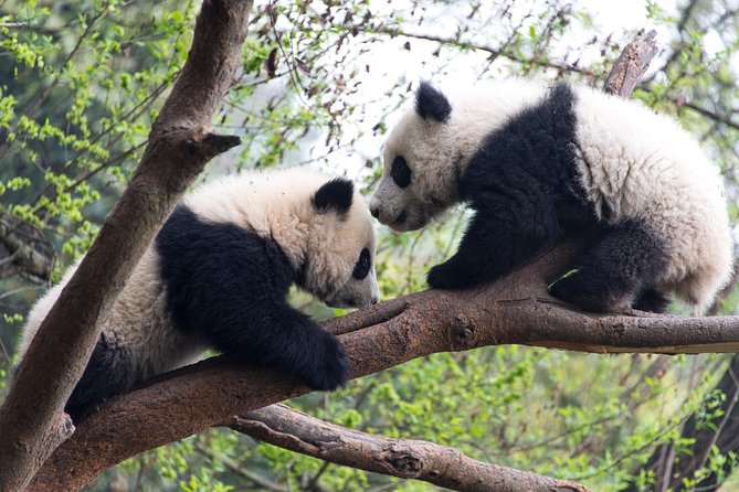 Mini Group: One-Day Panda and Chengdu Lifestyle Highlights Tour - Price and What You’re Actually Paying For