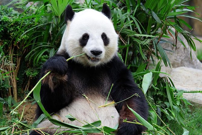 Mini Group: One-Day Panda and Chengdu Lifestyle Highlights Tour - Morning Panda Base: 9:00 to 11:00 at Chengdu Research Base