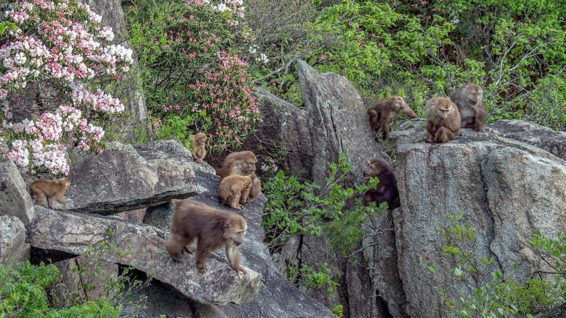 Mount Huangshan: Highlights Tour in Huangshan full-day - Summit Highlights You Will Recognize Fast