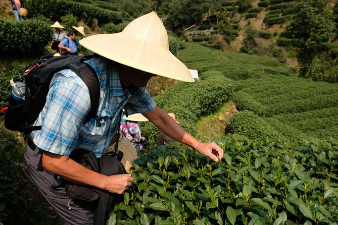 One-Day Hangzhou Dragon Well Tea Culture & West Lake Private Tour - China National Tea Museum, a focused stop for tea lovers