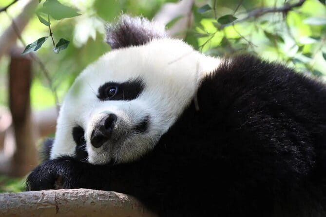 One Day Trip to Chengdu Panda Base and Leshan Buddha Tour - How the 6 to 8 Hour Schedule Works on a Real Day