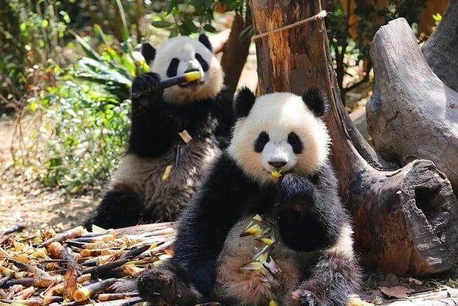 One Day Trip to Chengdu Panda Base and Leshan Buddha Tour - Who This Tour Is Perfect For