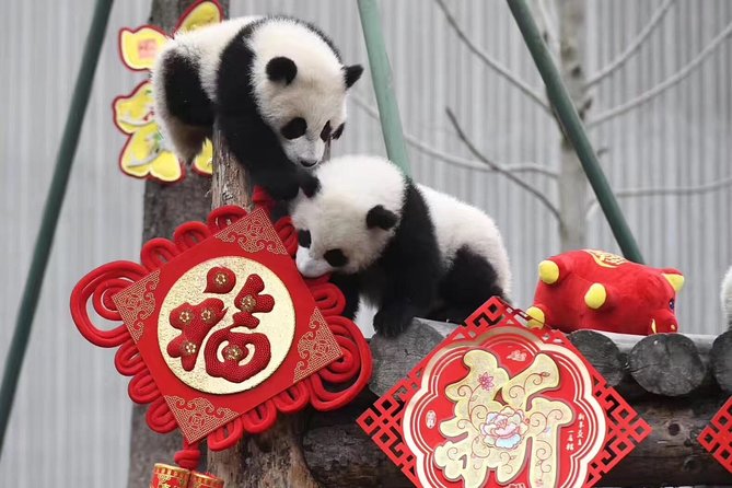 Panda Volunteer expperience in Dujiangyan or Wolong Panda Base - Key highlights you will care about