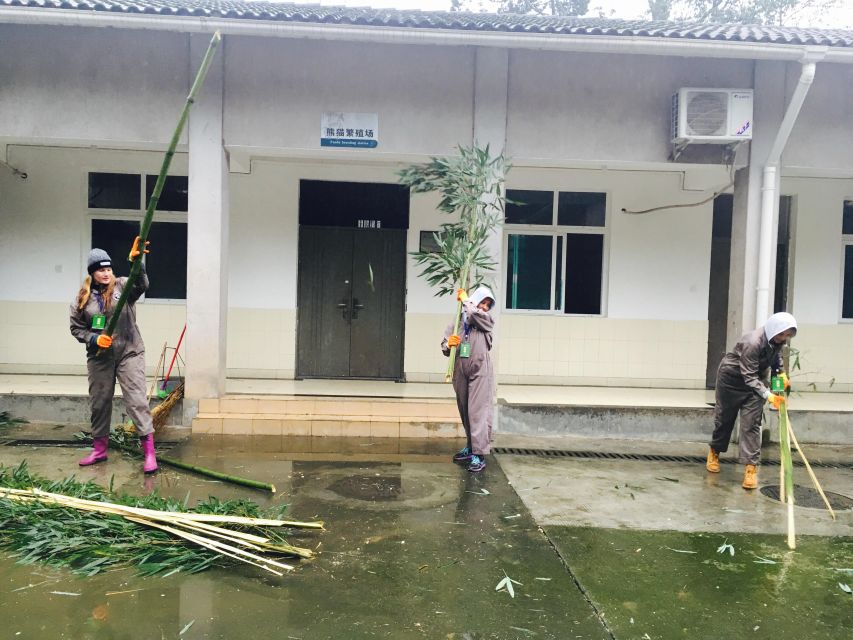 Panda Volunteer Project Day Trip(Wolong/Du Jiang Yan) - How the Volunteer Work Actually Fits Together