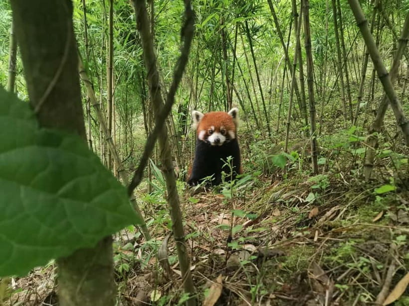 Private All-Inclusive Half-Day Tour to Chengdu Panda Base - How the private setup makes a real difference at Chengdu Panda Base