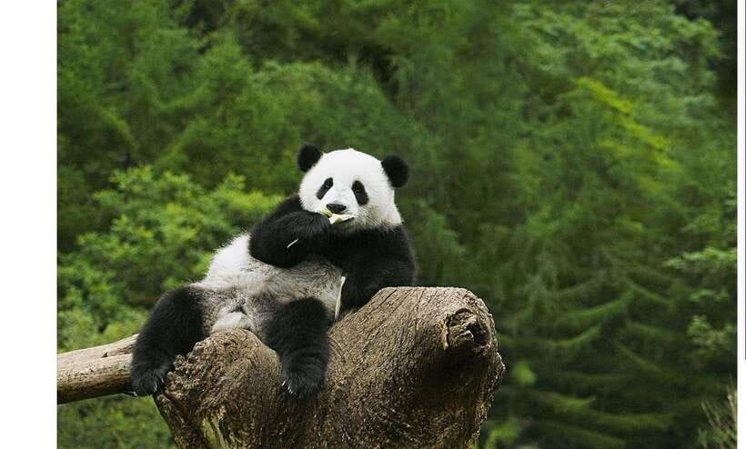 Private All-Inclusive Half-Day Tour to Chengdu Panda Base - Hotel pickup and the ride with your English driver-guide