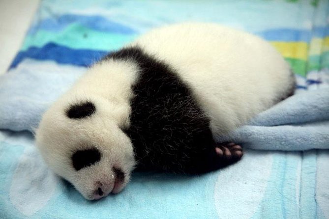 Private Chengdu Day Tour: Giant Pandas and Jinsha Site Museum - Why This Private Chengdu Mix Works So Well for a One-Day Trip