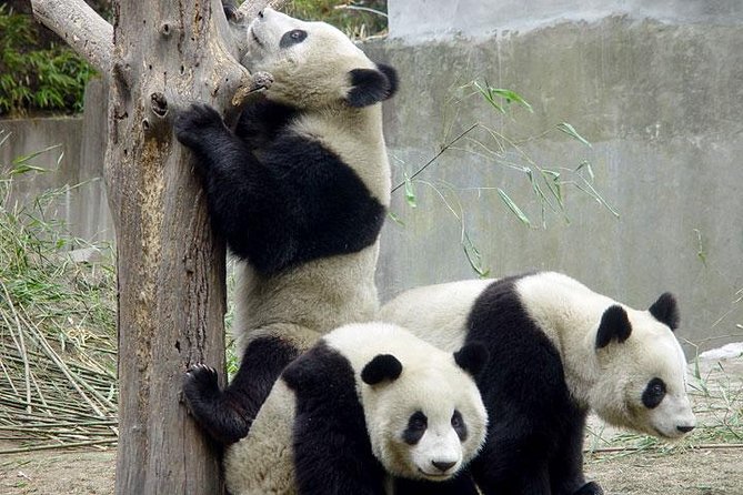 Private Chengdu Day Tour: Giant Pandas and Jinsha Site Museum - Chengdu Research Base of Giant Panda Breeding: More Than Just Cute Animals