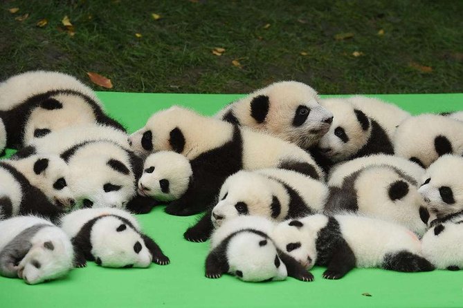 Private Chengdu Highlights Day Trip: Panda Base and City from Chongqing by Train - Price and Logistics: When $234.36 Actually Feels Like Value