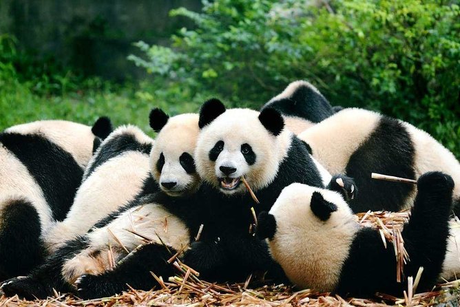 Private Chengdu Highlights Day Trip: Panda Base and City from Xi'an by Train - Price and value: Is $269.24 a fair deal?