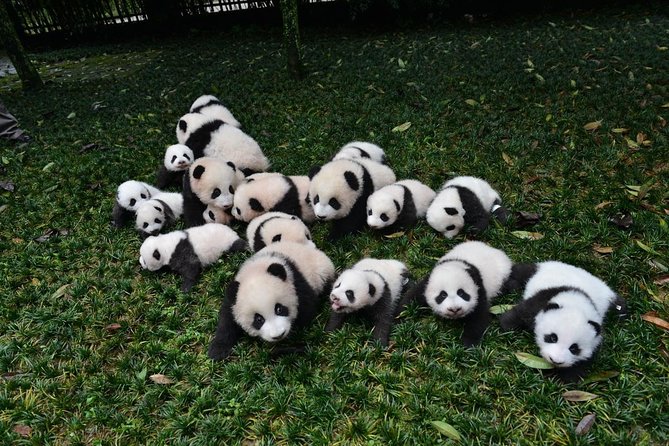 Private Chengdu Highlights Day Trip: Panda Base and City from Xi'an by Train - The 7:00 am Start, and Why Morning Is a Strategy
