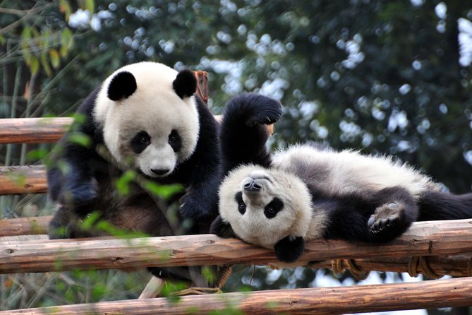 Private Day Tour: Chengdu Panda and Leshan Buddha - How a 10-hour Chengdu-to-Leshan plan really feels