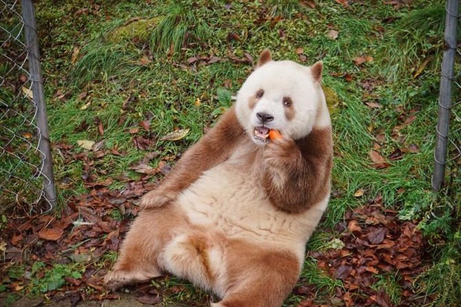 Private Day Tour:Xi'an Panda(QI ZAI) and Terracotta Warriors Museum - Private Day Tour in Xi’an, What You’re Really Getting
