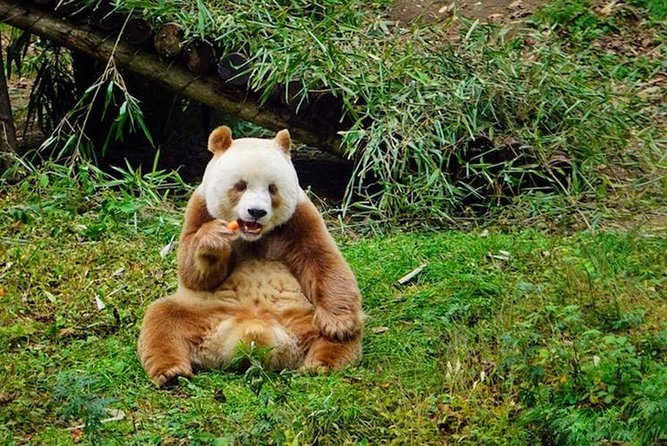 Private Day Tour:Xi'an Panda(QI ZAI) and Terracotta Warriors Museum - The Lunch Break in Xi’an: Biang Biang Noodles and Local Comfort