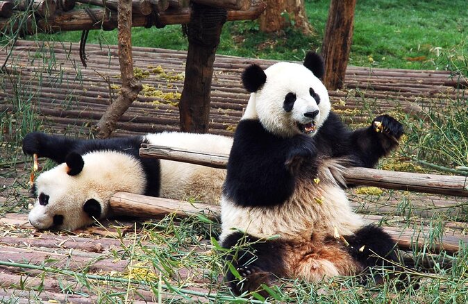 Private Dujiangyan Panda Base Panda Rescue Center Volunteer for a Day - Key things to know before you go