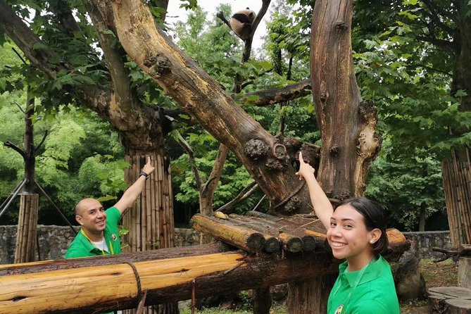 Private Dujiangyan Panda Base Panda Rescue Center Volunteer for a Day - Dujiangyan Panda Base turns pandas into a work day, not a stand-and-stare day