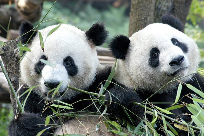 Private Half-Day Chengdu Panda Breeding Center Tour with Optional Volunteer - Key things I’d pay attention to