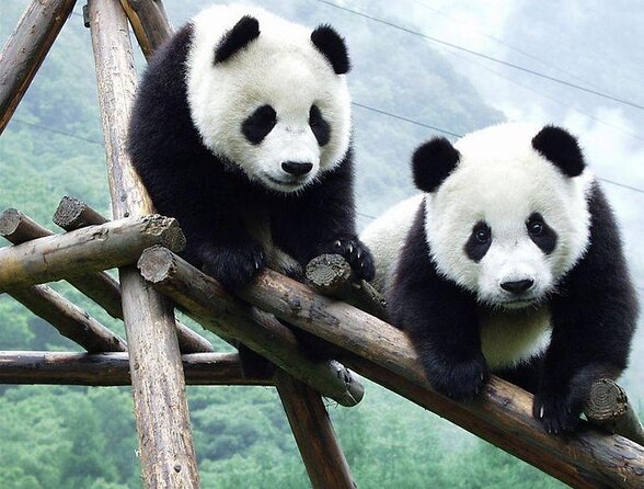 Private Half-Day Chengdu Panda Breeding Center Tour with Optional Volunteer - Private Panda Morning in Chengdu, What You Really Get for $87