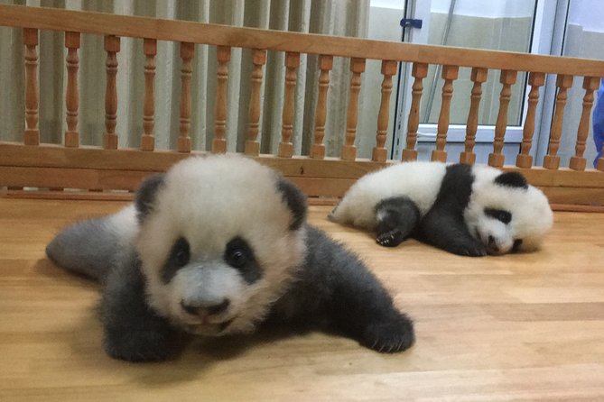 Private Half-Day Chengdu Panda Breeding Center Tour with Optional Volunteer - Hotel Pickup and the Drive, How the Tour Starts Smooth