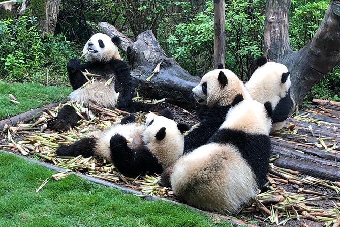 Private Half-Day Chengdu Panda Breeding Center Tour with Optional Volunteer - Red Panda Area, The Quiet Ones You Might Miss