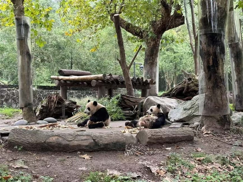 Private Half-Day Tour to Chengdu Panda Base - The Dujiangyan Panda Base plus red panda volunteer activity option