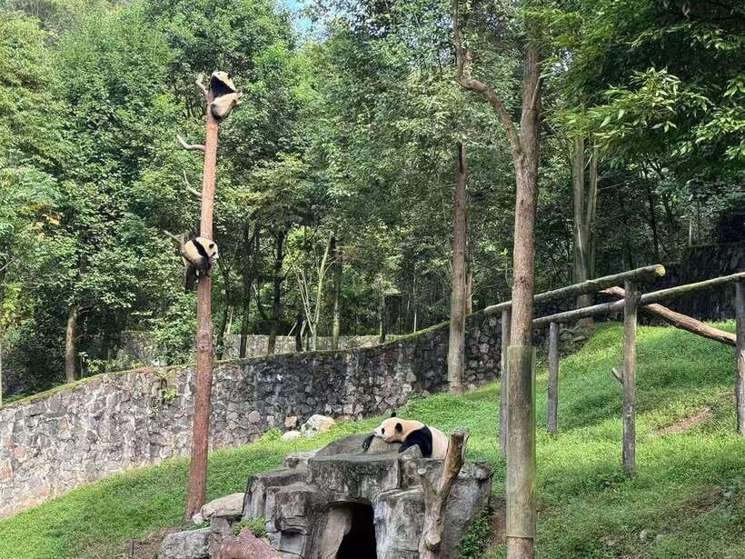 Private Half-Day Tour to Chengdu Panda Base - What you learn, and why it makes the visit better