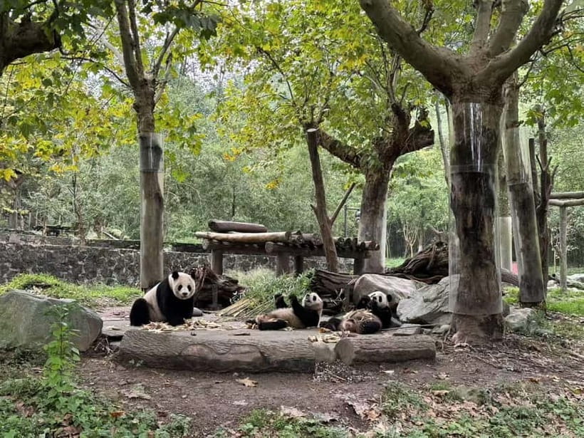 Private Half-Day Tour to Chengdu Panda Base - Small practical tips that make your visit smoother