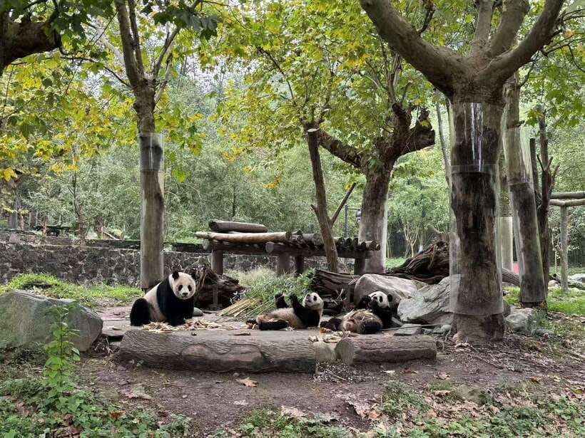 Private Half-Day Tour to Chengdu Panda Base - Should you book this private panda tour?
