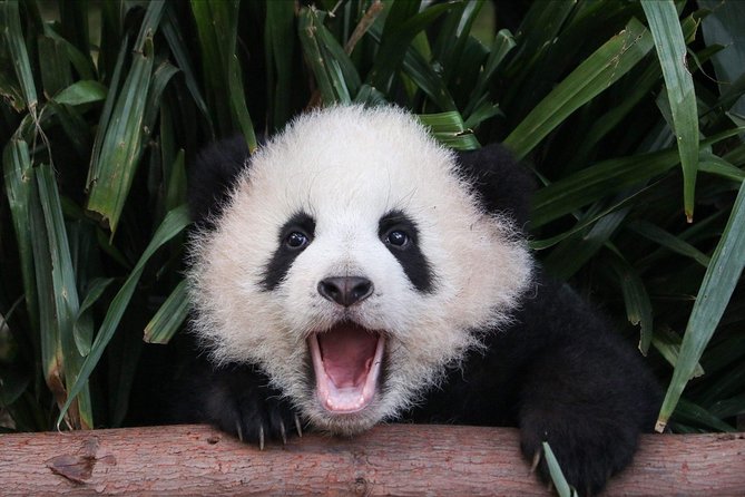 Private Panda Tour with Cooking Class One-day Trip - Quick Hits You Should Know Before You Go