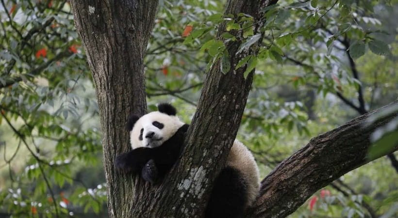 Private Tour: Discovering Pandas & the Majestic Giant Buddha - Leshan Giant Buddha at 71 Meters: Mountain Top and Cruise Views
