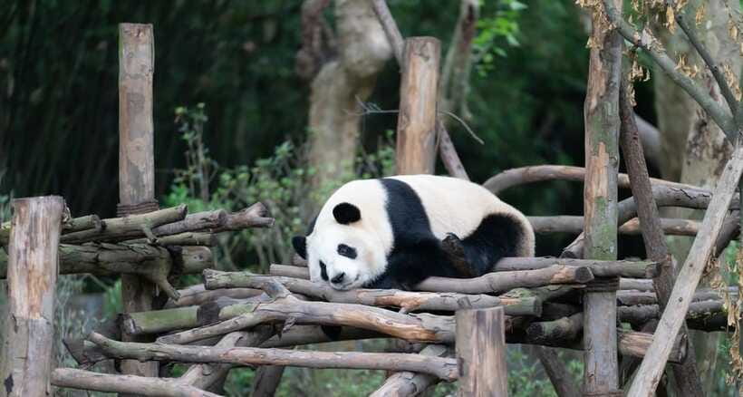Private Tour: Discovering Pandas & the Majestic Giant Buddha - Price and Value: Is $270 Worth It for This Panda Plus Buddha Day?