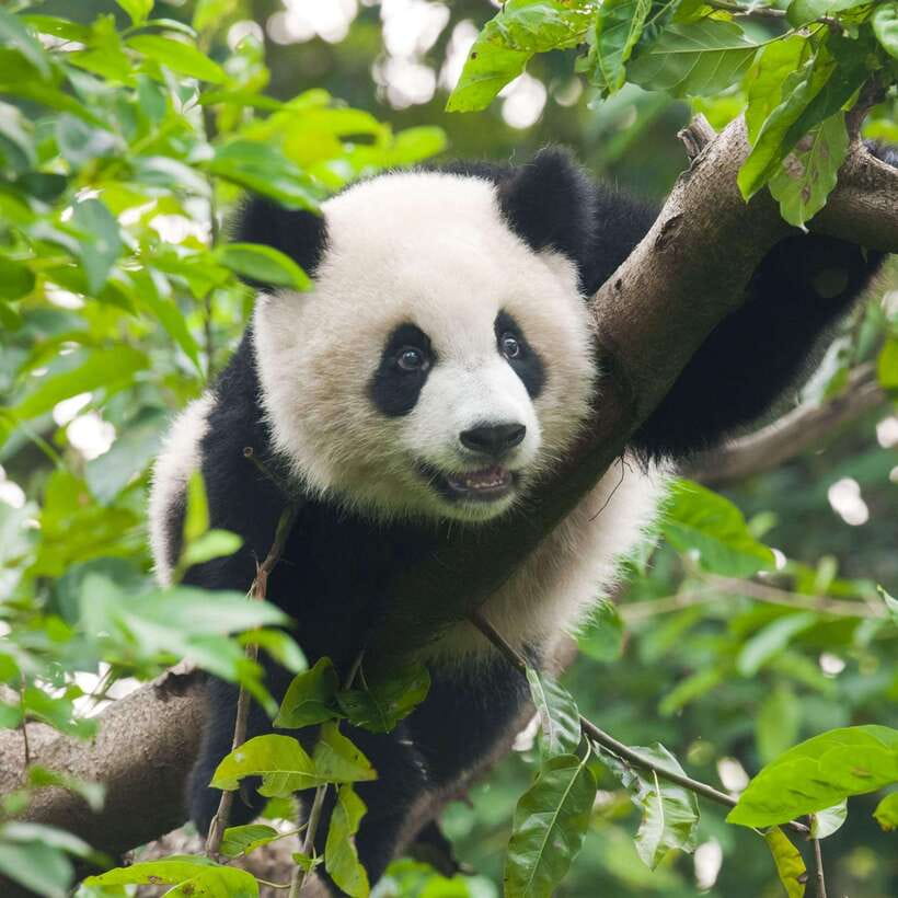 Private Tour: Discovering Pandas & the Majestic Giant Buddha - Practical Tips: Passport Needs, Festival Timing, and What to Pack